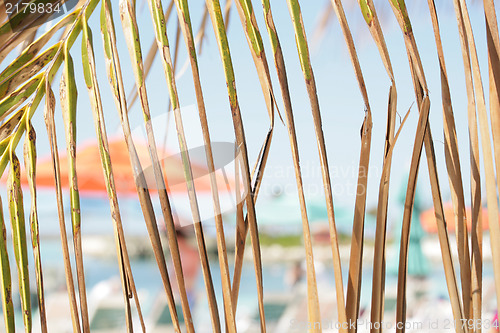 Image of Watching the summer behind a palm leaves