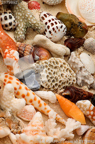 Image of Ocean Shell Background