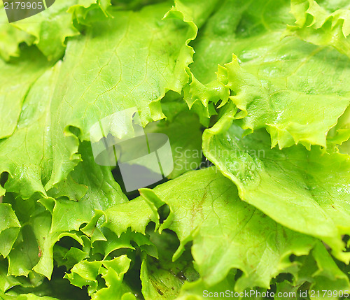 Image of lettuce