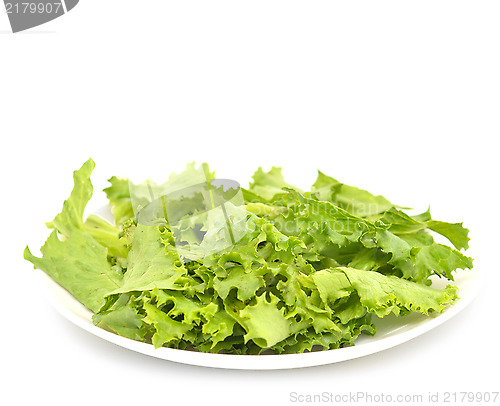 Image of lettuce