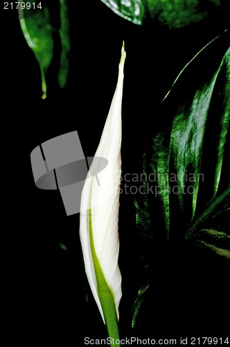 Image of Peace lily