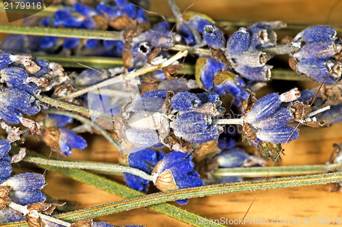 Image of Lavender