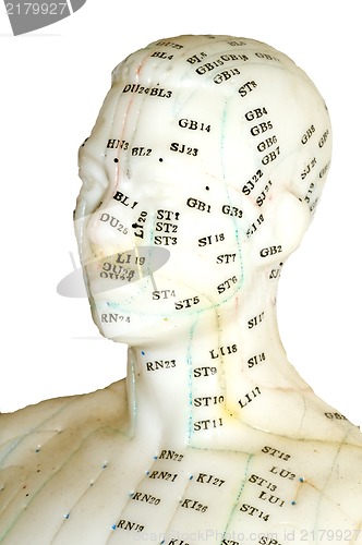Image of Acupuncture  model