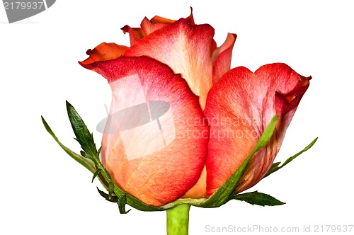 Image of rose