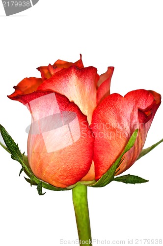 Image of rose