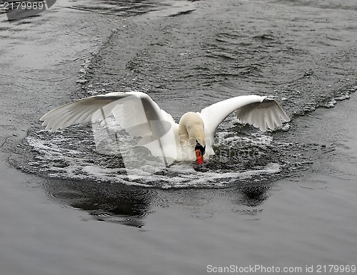 Image of Swan