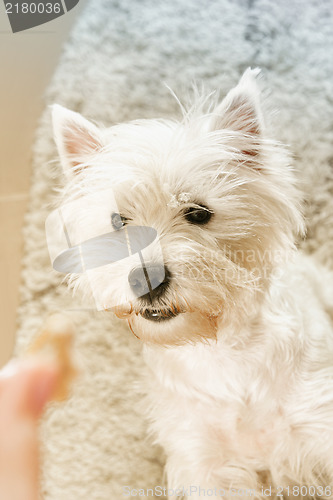 Image of West highland white terrier