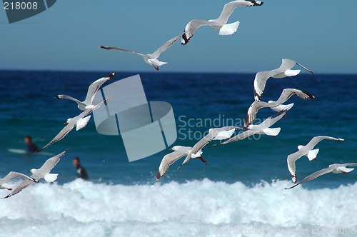 Image of flying segulls