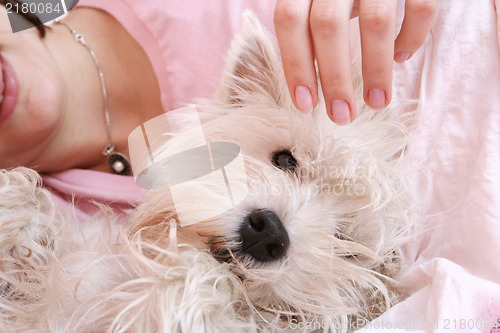 Image of Dog sleeping on bed 