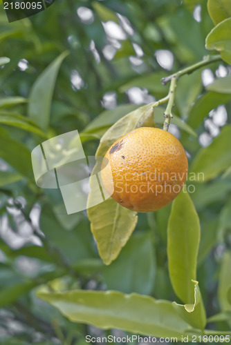 Image of mandarin on the branch