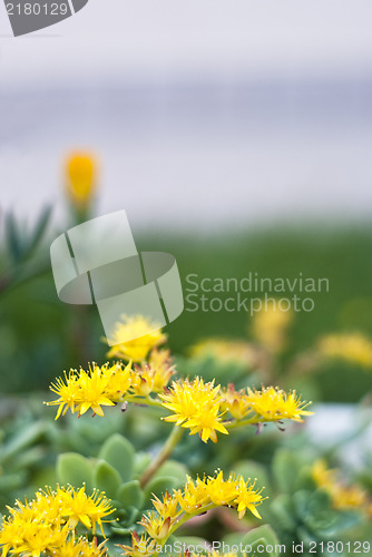 Image of yellow flowers of a succulent plant