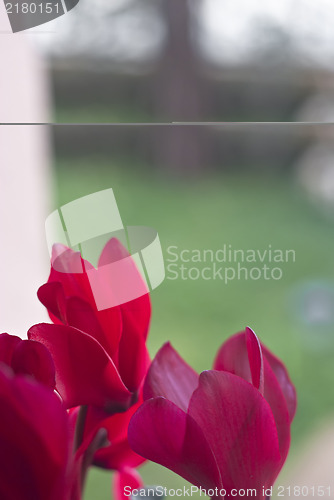 Image of Red and purple cyclamen