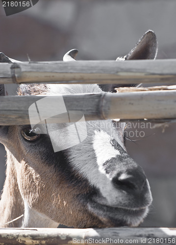 Image of Young goat in the reeds