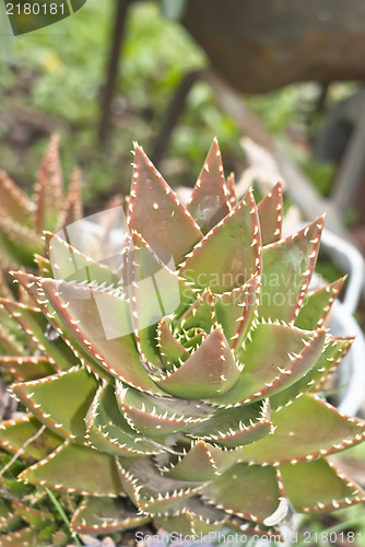Image of aloe