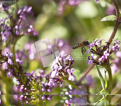 Image of bee on flower