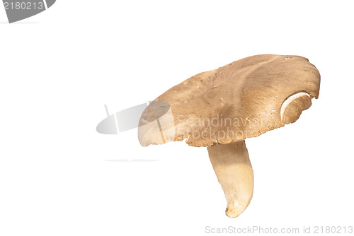 Image of Pleurotus eryngii