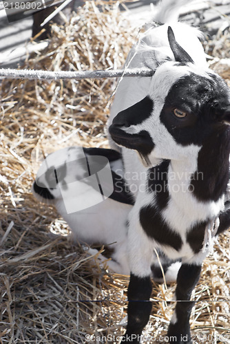 Image of Black and white goatling and rabbit