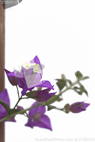 Image of purple Bougainvillea Flowers