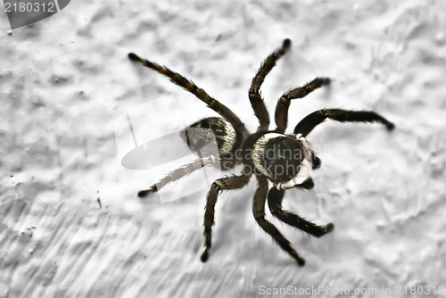 Image of Spider