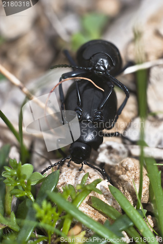 Image of Mating Beetles