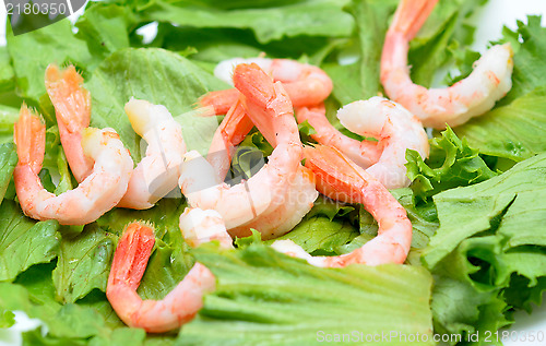 Image of shrimps