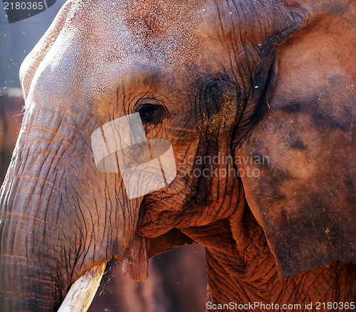Image of Close-up portrait of an elephant