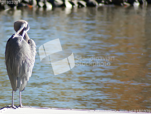 Image of Blue heron stands in shallow water while preening feathers