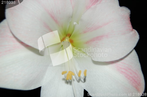 Image of Flower