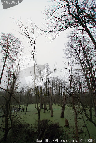 Image of trees in the swamp