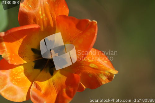 Image of red tulips with yellow edges on dark background