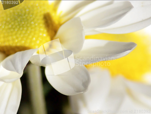 Image of Close up of white daisy
