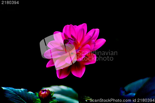 Image of Colorful dahlia flower red with black background