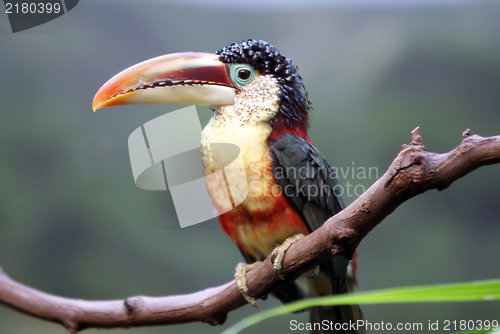 Image of tucan bird sitting on branch at the zoo