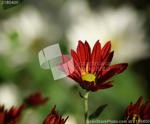 Image of red daisy flower