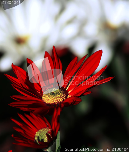 Image of red daisy flower