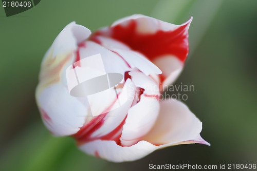 Image of white tulip with red edges