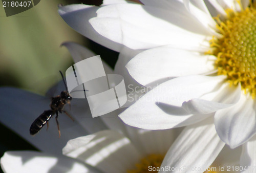 Image of Close up of white daisy
