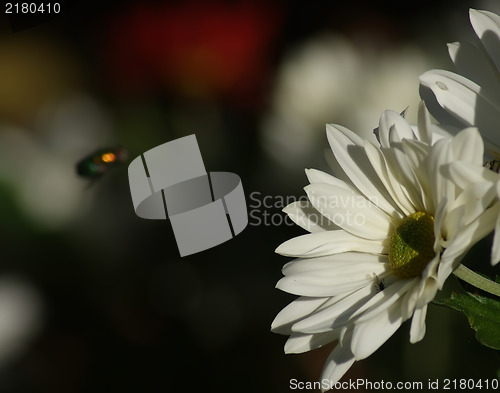 Image of Close up of white daisy