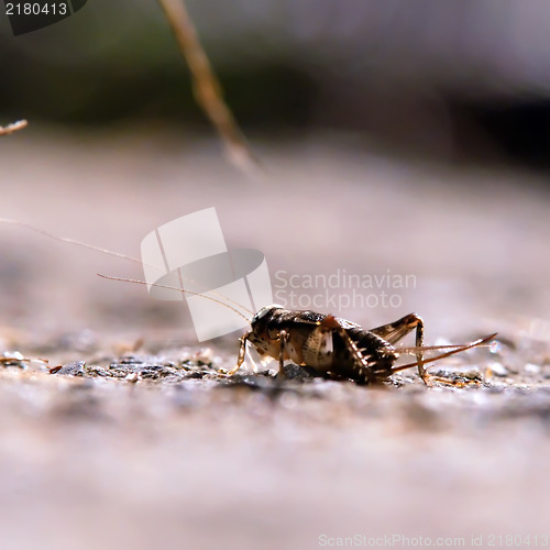 Image of cricket on the hunt at night macro