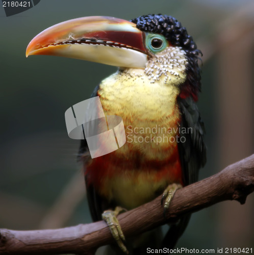 Image of tucan bird sitting on branch at the zoo