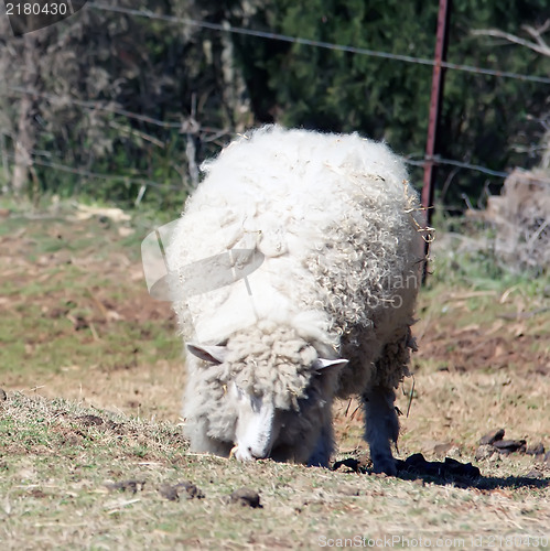 Image of sheep eating grass on the farm