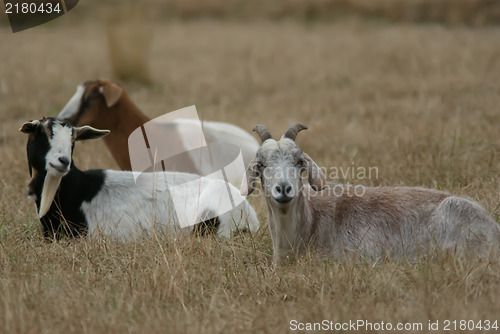 Image of three goats on farm sitting