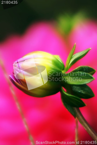 Image of bud of peony flower early morning