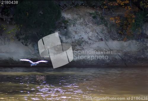 Image of blue heron flying on a picturesque background