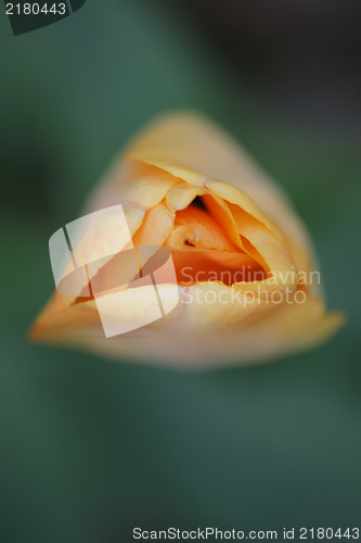 Image of red tulips with yellow edges on dark background