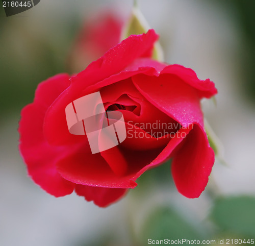 Image of red rose bud
