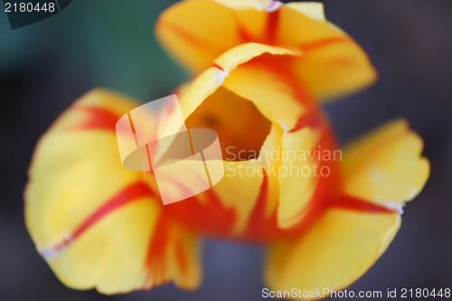 Image of red tulips with yellow edges on dark background