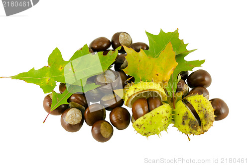 Image of autumn chestnut whit decorative oak leaves  