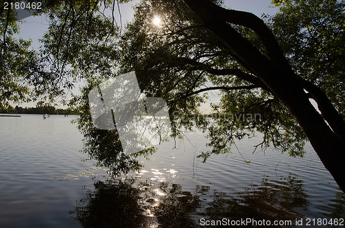 Image of willow tree branch lake water sun beam reflections 