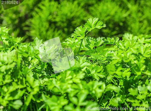 Image of Fresh parsley